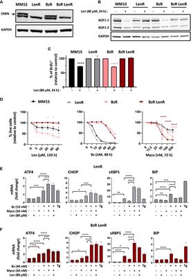 Sec61 blockade therapy overrides resistance to proteasome inhibitors and immunomodulatory drugs in multiple myeloma
